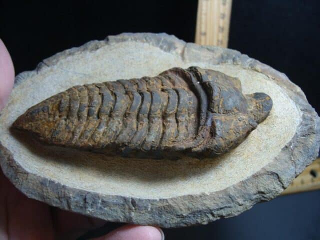 Rare “Very Large” Fossilized Trilobite – Calymenella sp, Bergero (012424b) - Image 5