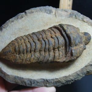 Rare “Very Large” Fossilized Trilobite – Calymenella sp, Bergero (012424b)
