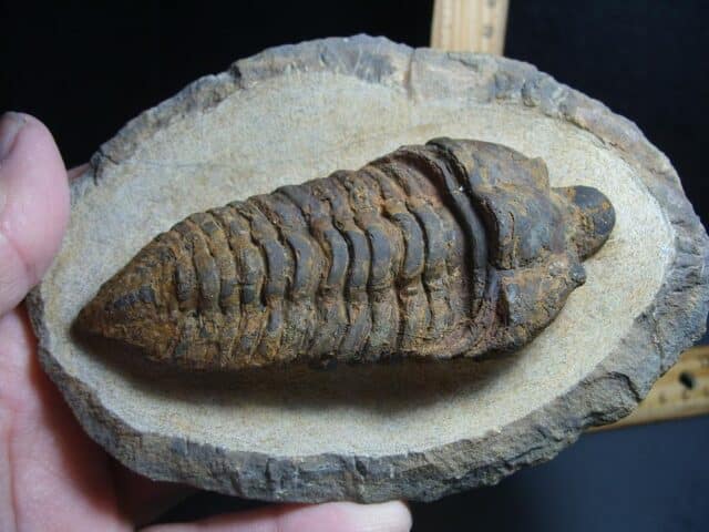 Rare “Very Large” Fossilized Trilobite – Calymenella sp, Bergero (012424b)