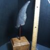 Giant Ground Sloth Hand Hand Claw (012424c) - Image 3