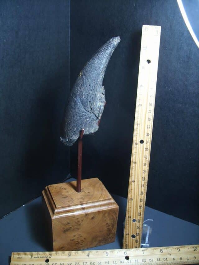 Giant Ground Sloth Hand Hand Claw (012424c) - Image 3