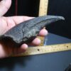 Giant Ground Sloth Hand Hand Claw (012424c)