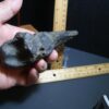Giant Ground Sloth Hand Hand Claw (012424c) - Image 4