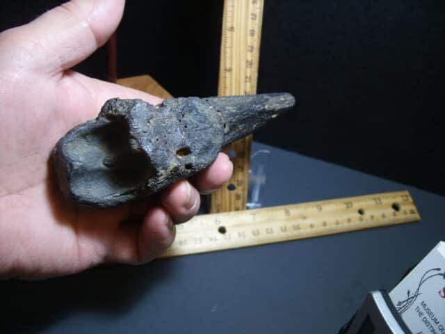 Giant Ground Sloth Hand Hand Claw (012424c) - Image 4