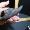 Giant Ground Sloth Hand Hand Claw (012424c) - Image 5