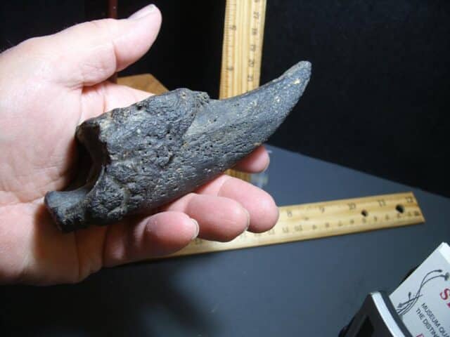 Giant Ground Sloth Hand Hand Claw (012424c) - Image 5