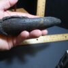 Giant Ground Sloth Hand Hand Claw (012424c) - Image 6