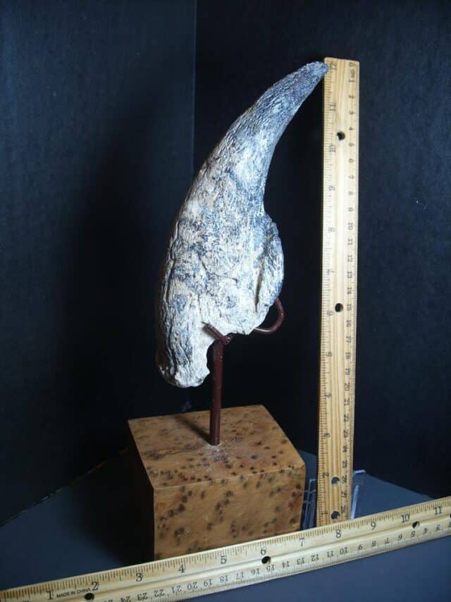 Giant Ground Sloth Hand Hand Claw (012424d) - Image 3