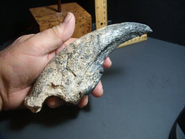 Giant Ground Sloth Hand Hand Claw (012424d)