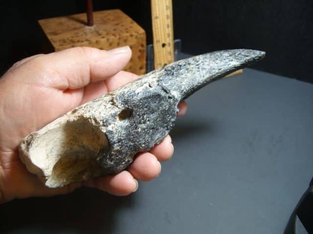 Giant Ground Sloth Hand Hand Claw (012424d) - Image 4