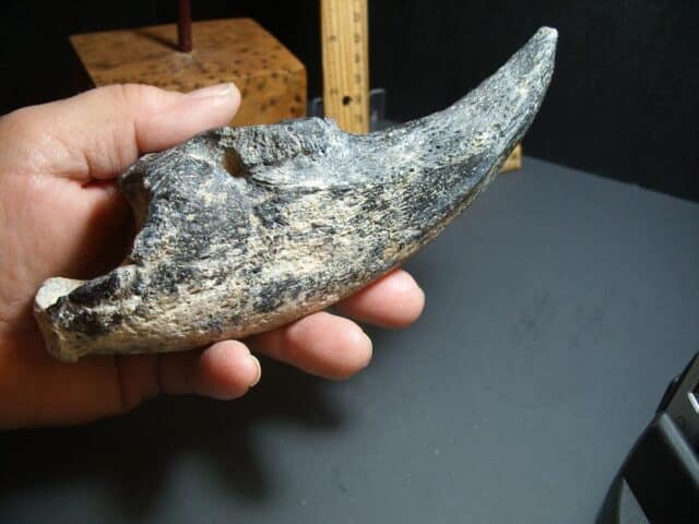 Giant Ground Sloth Hand Hand Claw (012424d) - Image 5