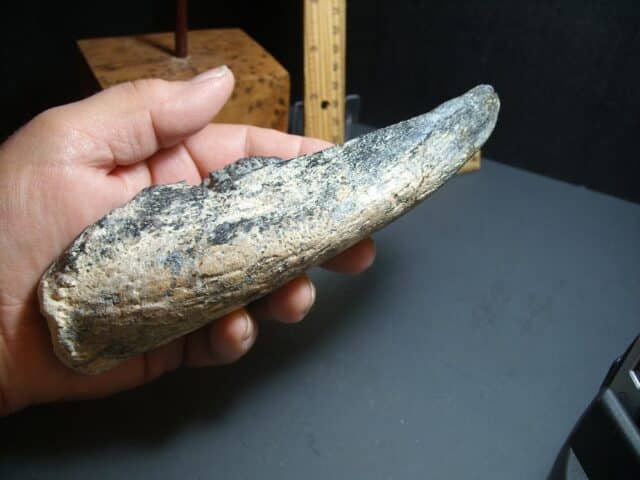 Giant Ground Sloth Hand Hand Claw (012424d) - Image 6
