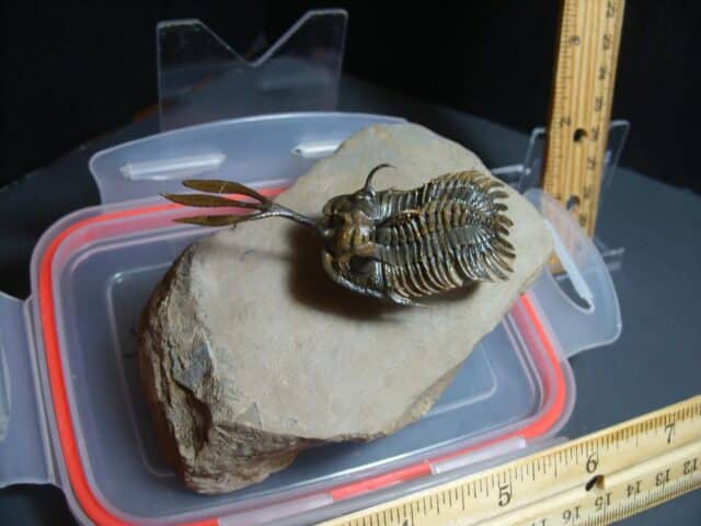 Walliserops (Long Fork Trident ) Trilobite (012424e)