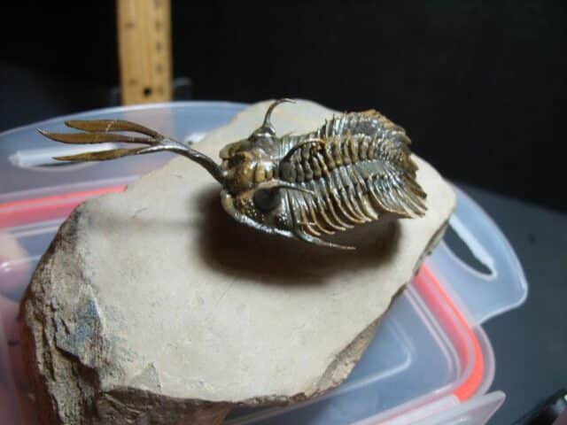 Walliserops (Long Fork Trident ) Trilobite (012424e) - Image 2