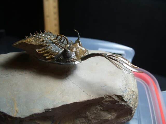 Walliserops (Long Fork Trident ) Trilobite (012424e) - Image 3