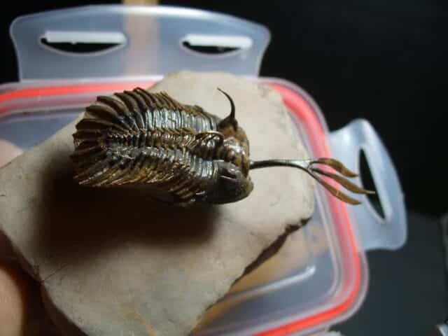 Walliserops (Long Fork Trident ) Trilobite (012424e) - Image 4