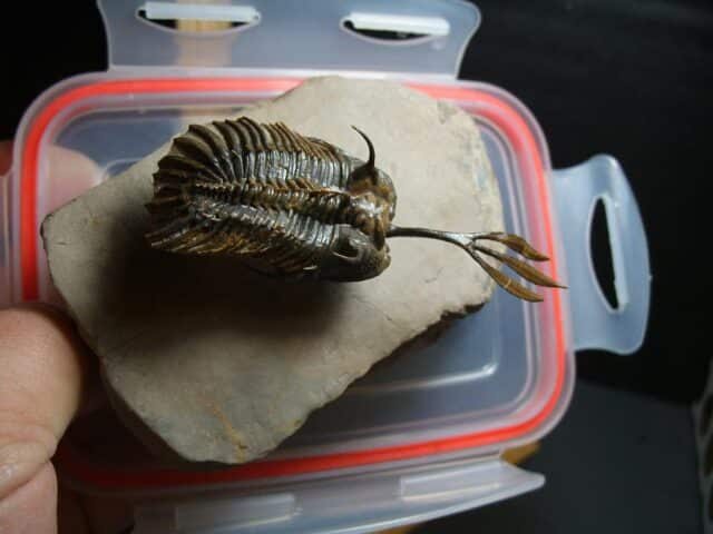 Walliserops (Long Fork Trident ) Trilobite (012424e) - Image 5