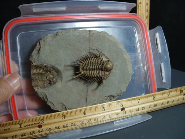 Rare Fossilized Trilobites – Foulonia (012424f) - Image 2