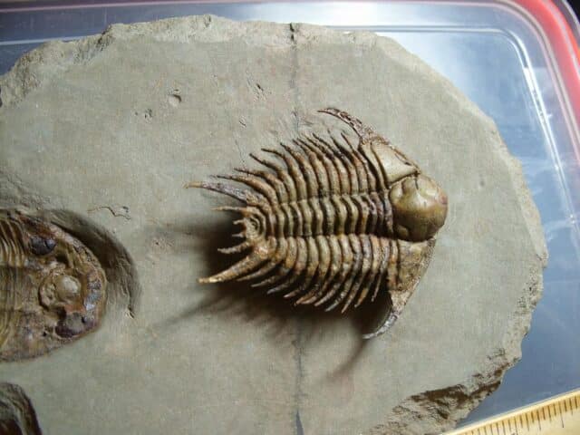 Rare Fossilized Trilobites – Foulonia (012424f) - Image 3