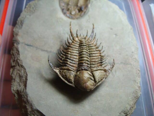 Rare Fossilized Trilobites – Foulonia (012424f) - Image 4