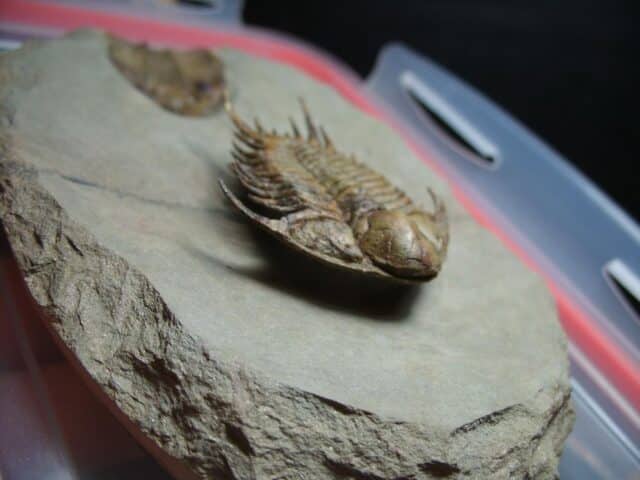 Rare Fossilized Trilobites – Foulonia (012424f) - Image 5