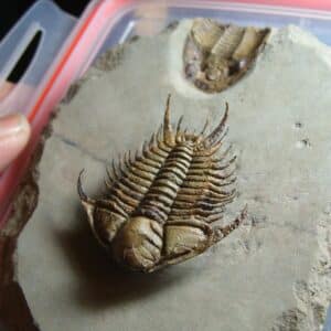 Rare Fossilized Trilobites – Foulonia (012424f)