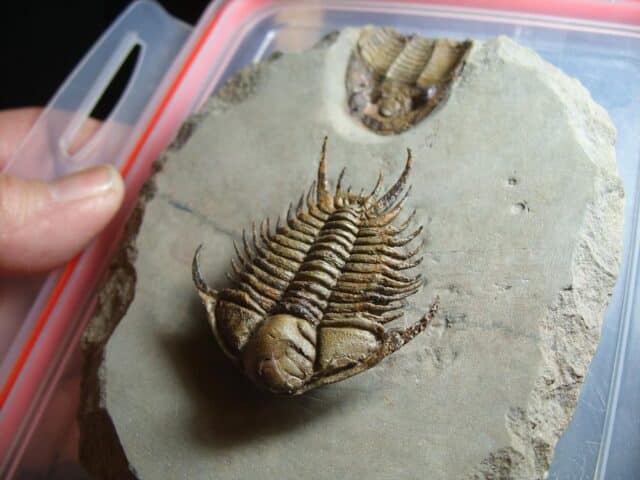 Rare Fossilized Trilobites – Foulonia (012424f)