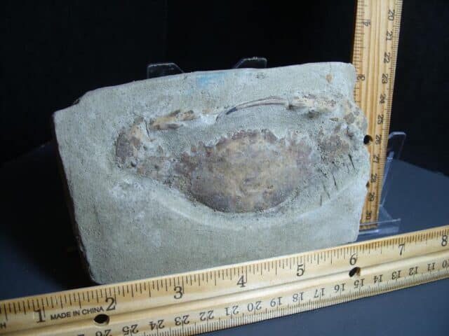 Fossil Crab (012424g)