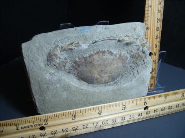 Fossil Crab (012424g) - Image 2
