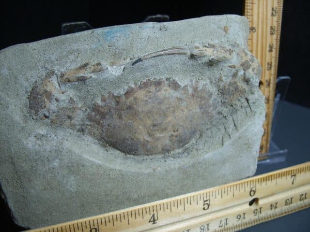 Fossil Crab (012424g) - Image 3