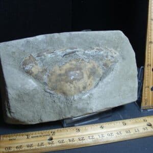 Fossil Crab (012424k)