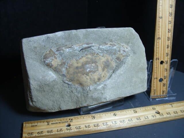 Fossil Crab (012424k)