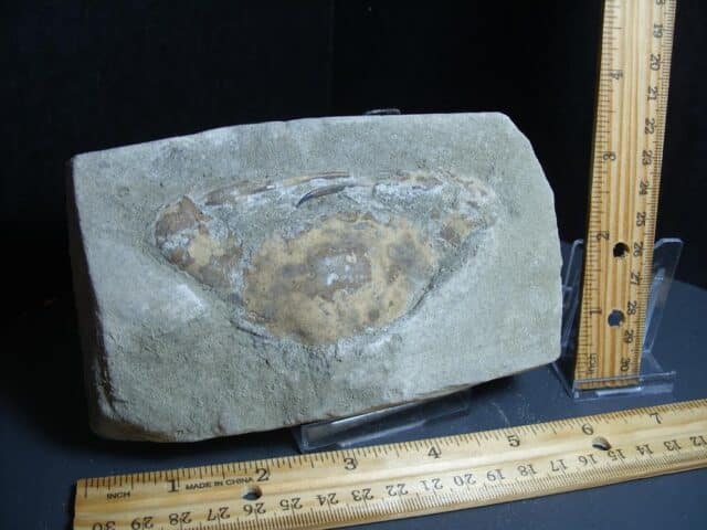 Fossil Crab (012424k) - Image 2