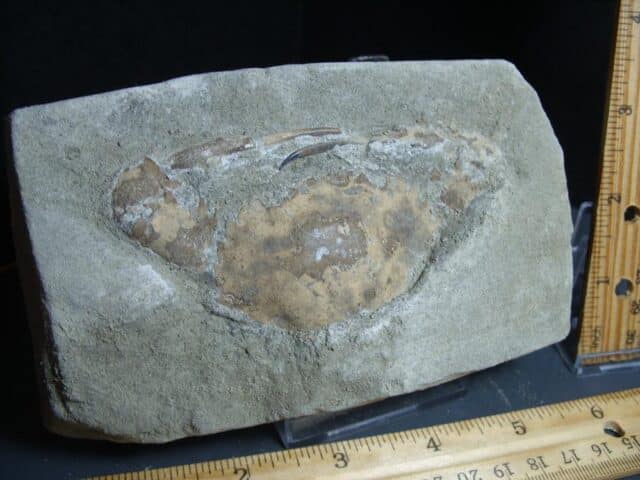 Fossil Crab (012424k) - Image 3