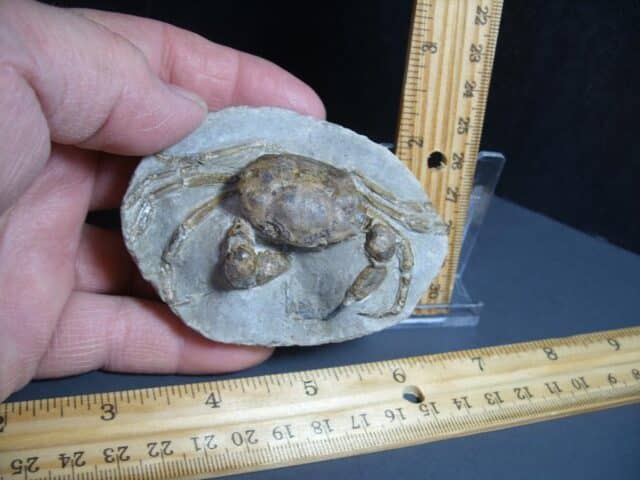 Excellent Fossil Crab in Stone Nodule (012424m)