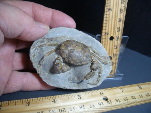 Excellent Fossil Crab in Stone Nodule (012424m) - Image 2