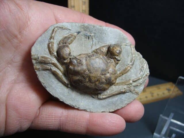 Excellent Fossil Crab in Stone Nodule (012424m) - Image 3