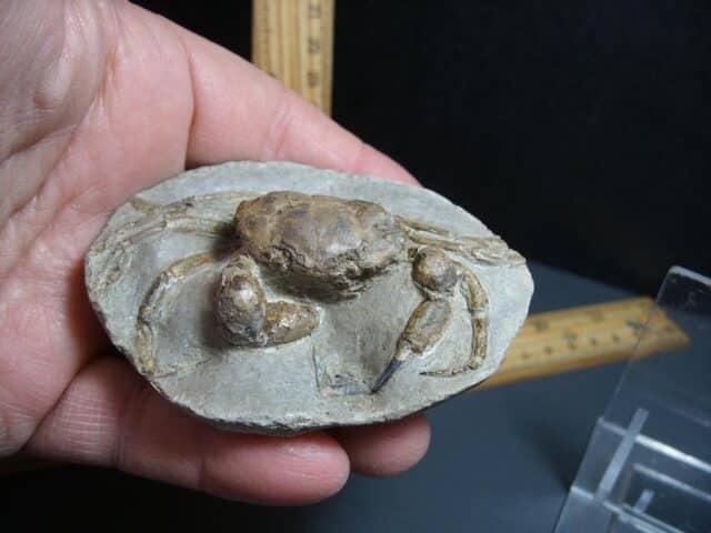 Excellent Fossil Crab in Stone Nodule (012424m) - Image 4