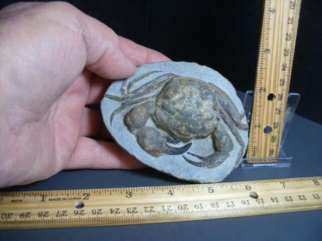 99% PERFECT Fossil Crab in Stone Nodule (012424n) - Image 2