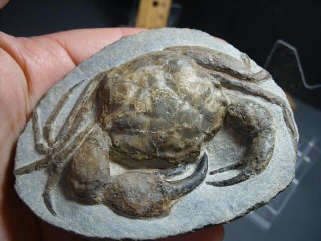 99% PERFECT Fossil Crab in Stone Nodule (012424n)