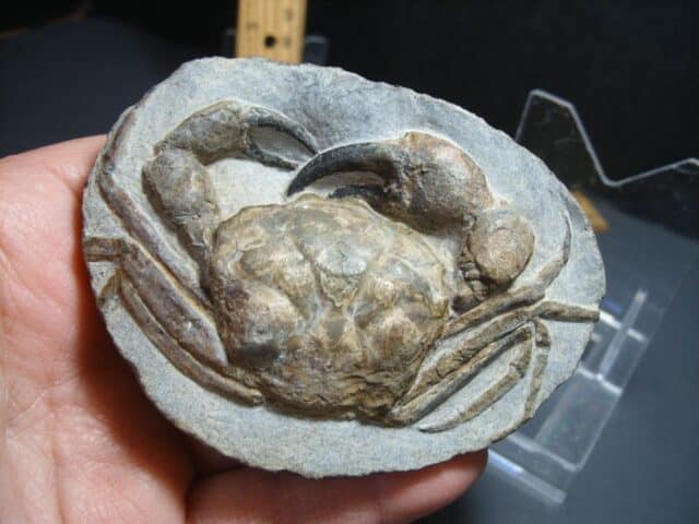 99% PERFECT Fossil Crab in Stone Nodule (012424n) - Image 4