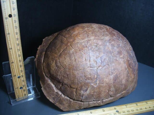 Large Fossil Tortoise (012624c) - Image 2
