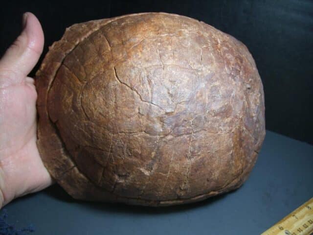 Large Fossil Tortoise (012624c) - Image 3