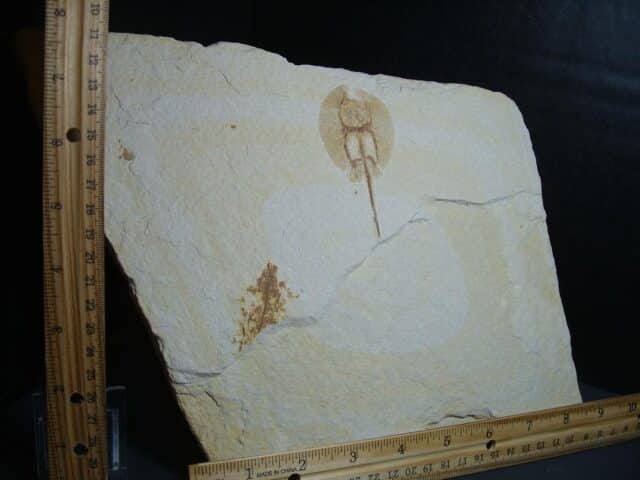 Fossil Baby Fresh-water Stingray on Matrix Plate (012624d) - Image 2