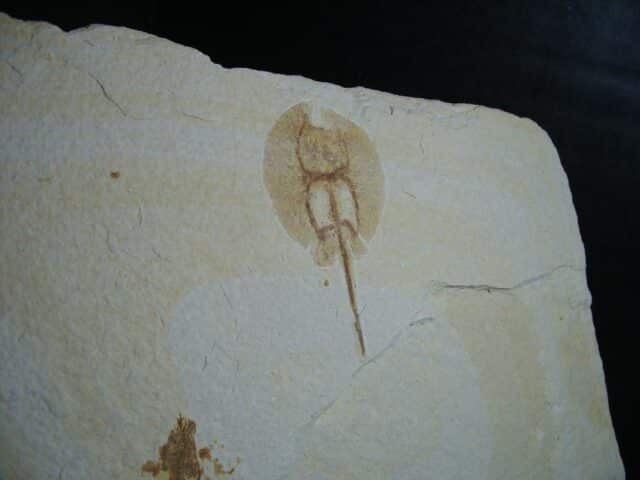 Fossil Baby Fresh-water Stingray on Matrix Plate (012624d) - Image 3
