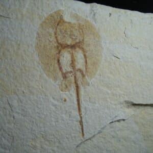 Fossil Baby Fresh-water Stingray on Matrix Plate (012624d)