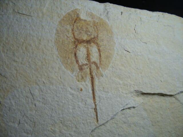 Fossil Baby Fresh-water Stingray on Matrix Plate (012624d)