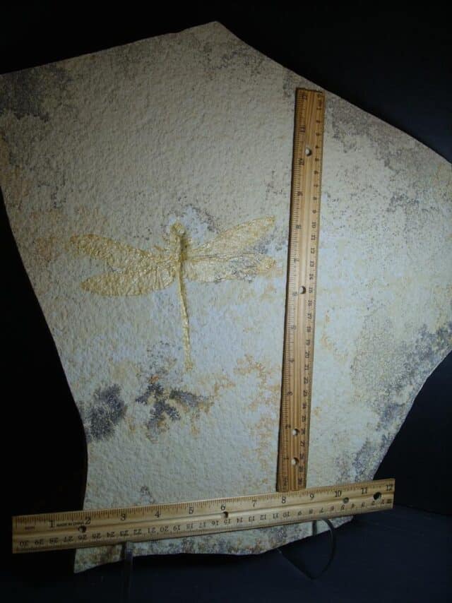 Very Large Fossilized “Dragonfly ” in Matrix  (012624e) - Image 2