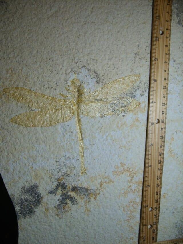 Very Large Fossilized “Dragonfly ” in Matrix  (012624e) - Image 3