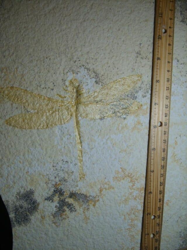 Very Large Fossilized “Dragonfly ” in Matrix  (012624e)